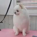 멍멍아 미용하개 이미지