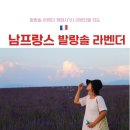 발랑솔 라벤더필드 직접 다녀온 후기 | 새벽 vs 일몰 어느 시간대가 더 예뻤을까 | 2026 개화시기 가는...