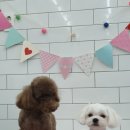 말티스토리 이미지