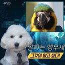 말하는 앵무새 분양가격 국내 비교 및 대표적인 종류
