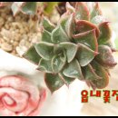 밸루스