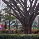 KT 옆(교동길) 이미지