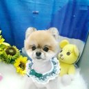 초코퍼피 애견미용실 이미지