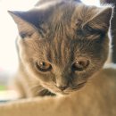 배방동물병원 이미지