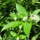 페퍼민트 이미지