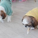 소울도기 이미지