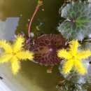 황금어리연 꽃 이미지