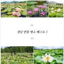 2026 창원 연꽃 구경 가볼만한곳 근교 주말 나들이 드라이브 코스 무료 숨은 명소 베스트 5