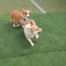 엣지있개 이미지