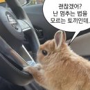 🇯🇵 도쿄 | 극효율주의자의 디즈니랜드 뿌시기! 미녀와 야수 2번 • 놀이기구 12개 • 퍼레이드 2개...