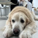 뭉스벨리 | 리트리버 러버의 &#39;뭉스벨리&#39; 방문후기