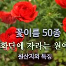 화단에 자라는 외래종 꽃 50종 원산지와 특징 이미지