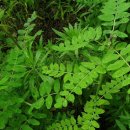 황기농장 이미지