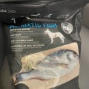 바로슬동물병원 | 강아지 십자인대 파열 TPLO 수술회복 4주차 - 바로슬동물병원