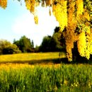 아카시아 이미지