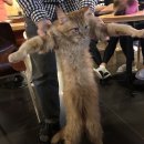 사바나 코쉬카 이미지