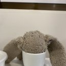 소락로 | 양양로컬맛집 양양 소락, 제육오징어 추천 !