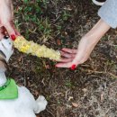 옥수수 동물병원 이미지