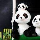 팬더짬뽕 이미지