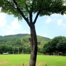 용인자연휴양림 광장 이미지