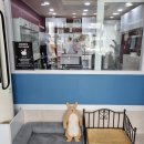 꼬리치랑개 이미지