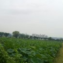 관곡지약국 Daum카페