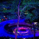 빛의 숲 이미지