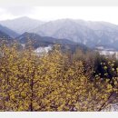 지리산산수유 이미지