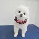 퍼피앤유 이미지