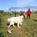 왈왈애견 이미지