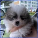 멍벤져스 이미지