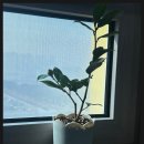 광명 꽃 수족관 이미지