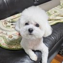 애견마을 | 파주운정 해오름마을애견미용 행복카댕 미니비숑 미용 후기