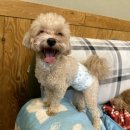 돌봐줄개 이미지