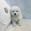 오독안심분양센터 강아지분양 고양이분양 광주점 이미지