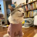 묘우.묘우 이미지