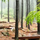 보성다원녹차 판매장 이미지