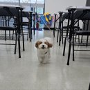 혁신애견미용 이미지