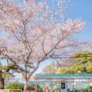 목련세탁소 | 제주도 벚꽃 개화시기 제주 벚꽃명소 2026 실시간 현황 제대로 보는 방법