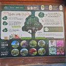 일출랜드 Daum카페