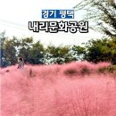 내리1길 | 평택 내리문화공원 핑크뮬리 명소 10월 19일 실시간 방문 후기