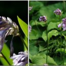 한국의 자원식물. 귀부인의 옥비녀, 일월비비추[紫玉簪] 이미지