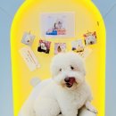 놀러오개 미용센터 | 수원애견유치원 [놀러오개 수원세류점] 가정통신문 데이🐶