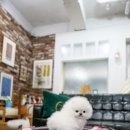 일산 강아지분양 스마트독 이미지