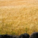 금오름 가는 길 이미지