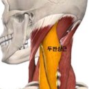 헬스피티 이미지