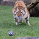 호랑이네 이미지