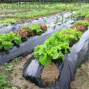 삼조농장 이미지