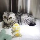 은빛동물병원 이미지