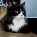별냥이 이미지
